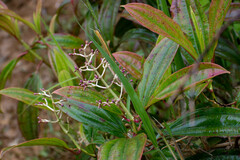 Miconia robinsoniana
