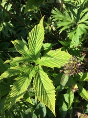 Filipendula palmata