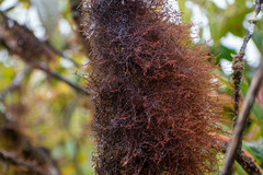 Frullania