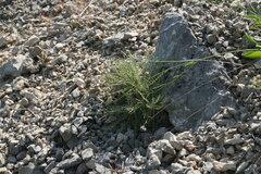 Ptilostemon echinocephalus