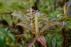 Miconia robinsoniana