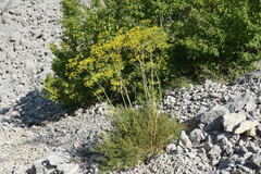 Ferulago galbanifera