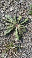 Helminthotheca echioides
