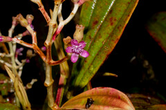 Miconia robinsoniana
