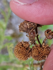 Stictopleurus abutilon