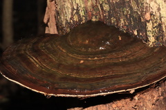 Ganoderma australe