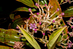 Miconia robinsoniana