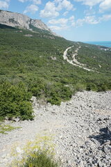 Ferulago galbanifera