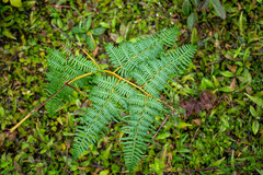 Pteridium