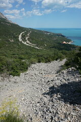 Ferulago galbanifera