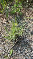 Tragopogon dubius