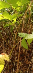 Rubus