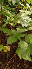 Rubus