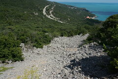 Ferulago galbanifera