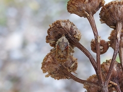 Stictopleurus abutilon