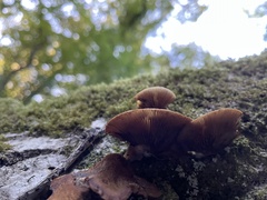 Crepidotus mollis