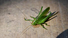 Tettigonia cantans
