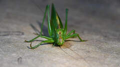 Tettigonia cantans