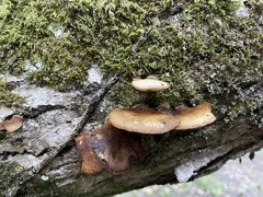 Crepidotus mollis