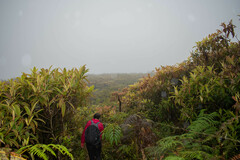 Miconia robinsoniana