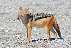 Black-Backed Jackal photo 3