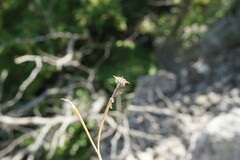 Valerianella echinata