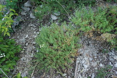 Cruciata taurica