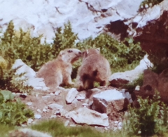 Marmota marmota