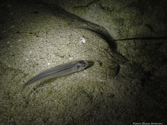 Scophthalmus rhombus