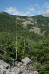 Galium verticillatum