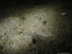 Scophthalmus rhombus