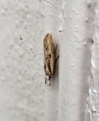Agriphila inquinatella