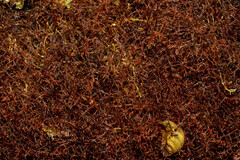 Frullania