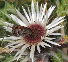 Erebia montanus