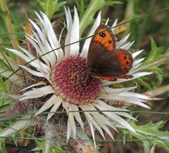 Erebia montanus