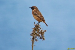 Saxicola rubicola