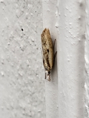 Agriphila inquinatella