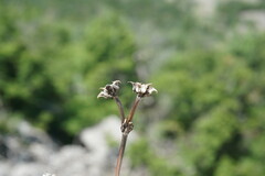 Valerianella echinata