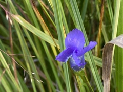 Gentianopsis thermalis