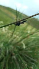 Bibio pomonae