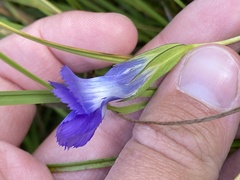 Gentianopsis thermalis