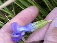 Gentianopsis thermalis