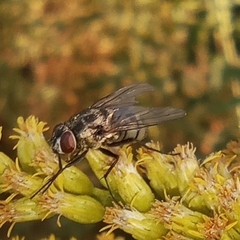 Limnophora