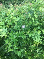 Passiflora incarnata