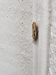 Agriphila inquinatella
