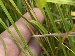 Gentianopsis thermalis
