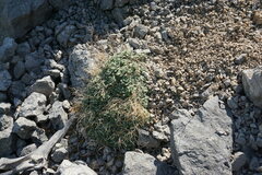 Arabis caucasica