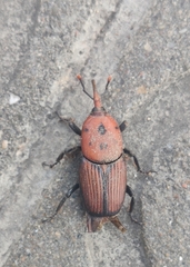 Rhynchophorus ferrugineus