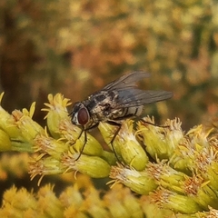 Limnophora