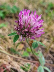 Trifolium pratense